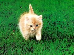 Gatti (329)
